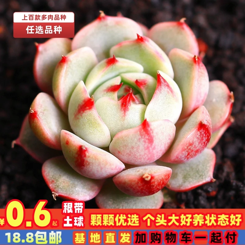 多肉植物任选品种优选发货好养大颗群生新手种植花卉阳台稀有多肉