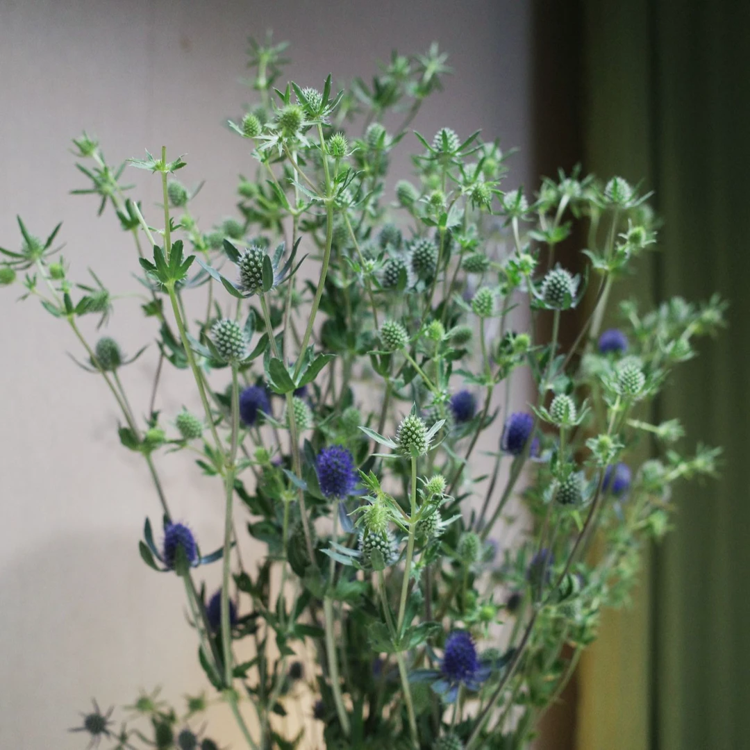 【情人果】高端大气 可做干花室内装饰懒人好养