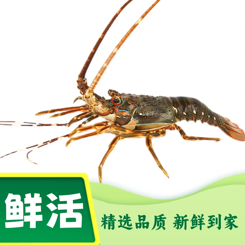 鲜活 小青龙 龙虾仔 约250g/只