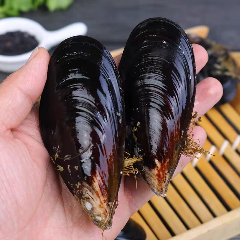鲜活 青口贝500g