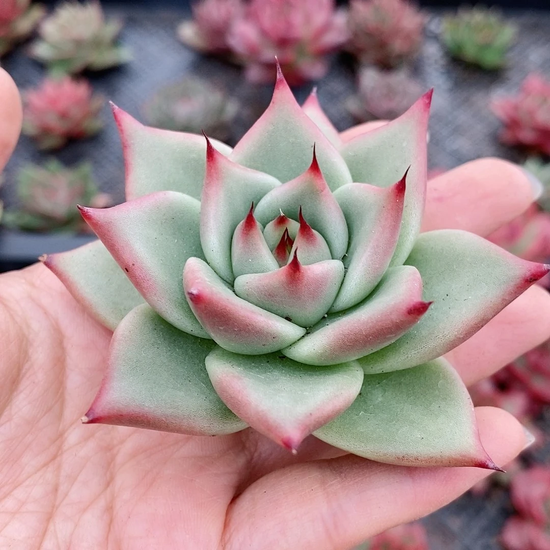 东云系多肉2326号