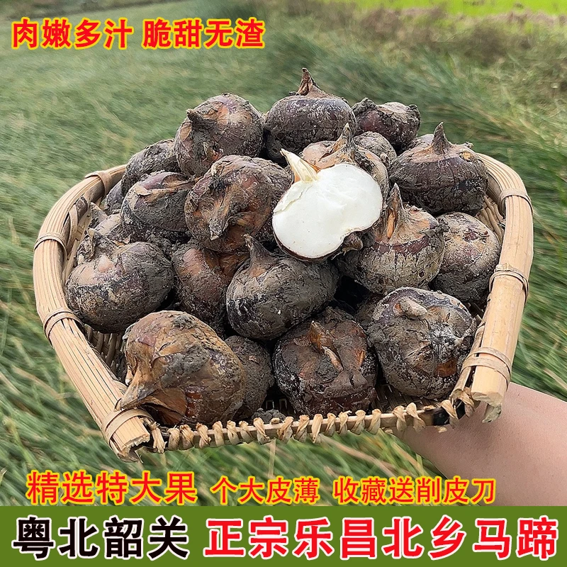 特大果广东韶关乐昌北乡马蹄荸荠新鲜现挖地梨即食爽脆甜无渣水果