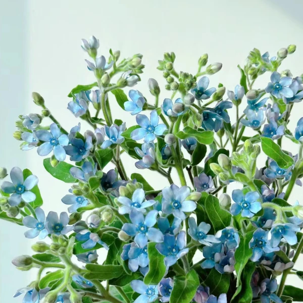 【蓝星花】任意两单包邮云南昆明基地鲜花直发