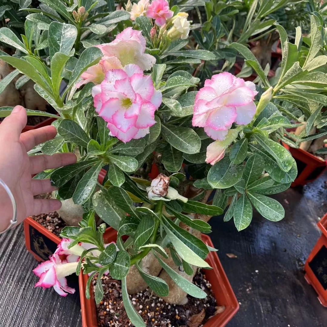 沙漠玫瑰基地直发嫁接重瓣各种花色 一物一拍 好养耐养