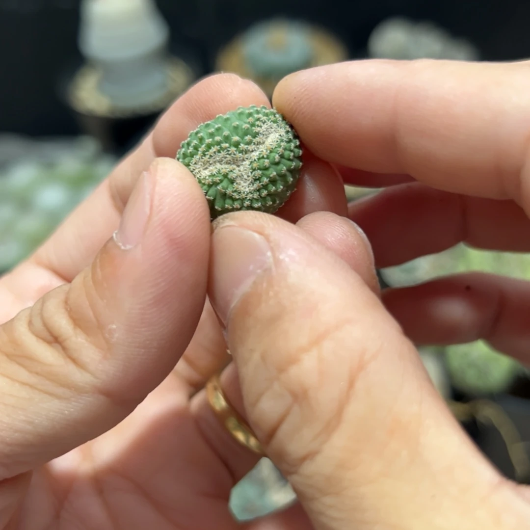 A*菊水缀化实生一颗