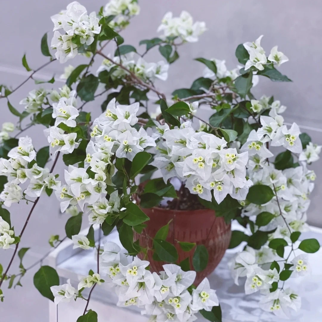 原盆原土带花发货三角梅白雪四季开花室外可养爬藤鲜花植物盆栽