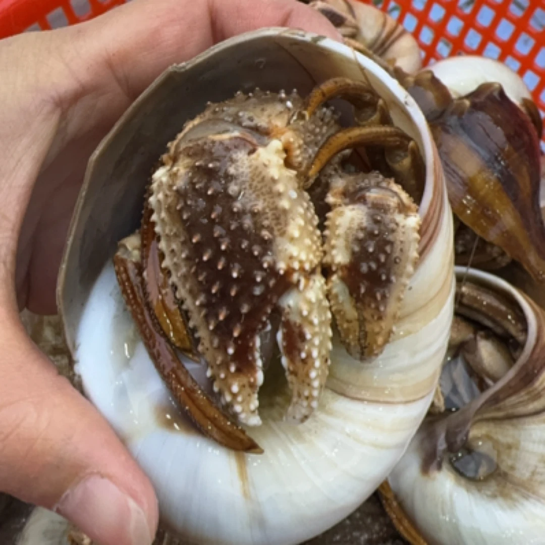 【虾怪】保鲜不保活 【大小不匀】 个别虾怪壳里有“沙虫”介意慎拍