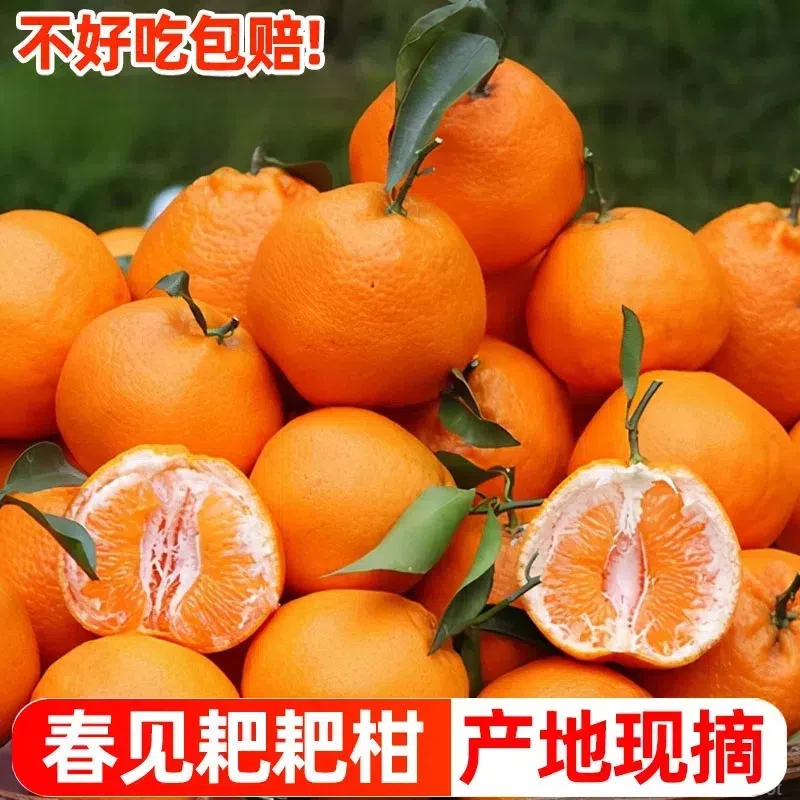 【爆甜多汁】四川正宗春见耙耙柑现摘现发薄皮当季水果不知火丑橘子