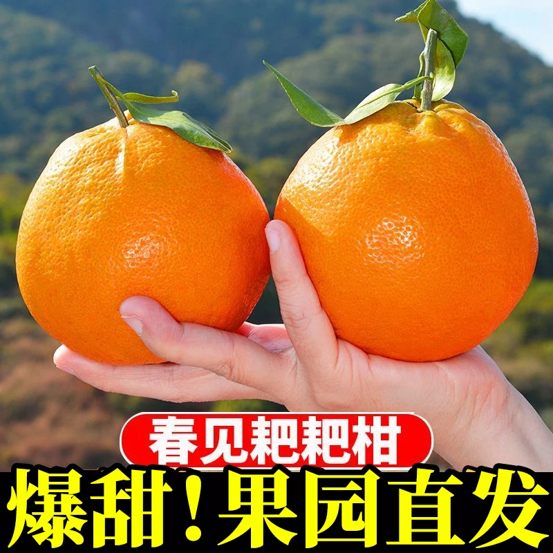 【果园采摘】四川正宗春见耙耙柑现摘现发薄皮当季水果不知火丑橘子