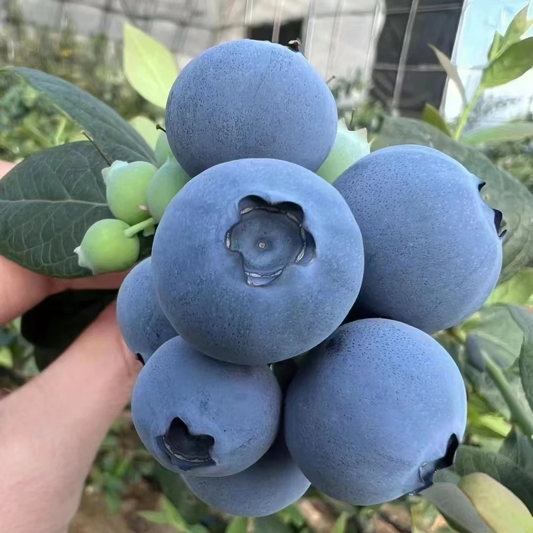 特大蓝莓树果苗蓝莓苗盆栽地栽带土耐寒南方北方种植果树当年结果