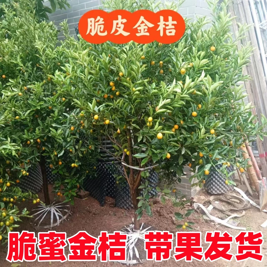 纯甜食用脆蜜金桔树树苗盆栽地栽南方北方小桔子果苗四季金桔树苗