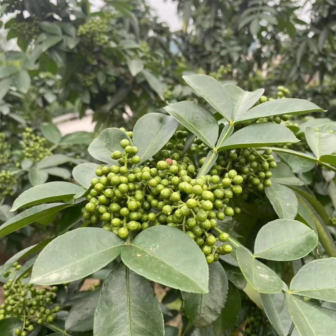 四川成都花椒树苗汉源花椒苗大红袍花椒树九叶青麻椒盆栽地栽庭院