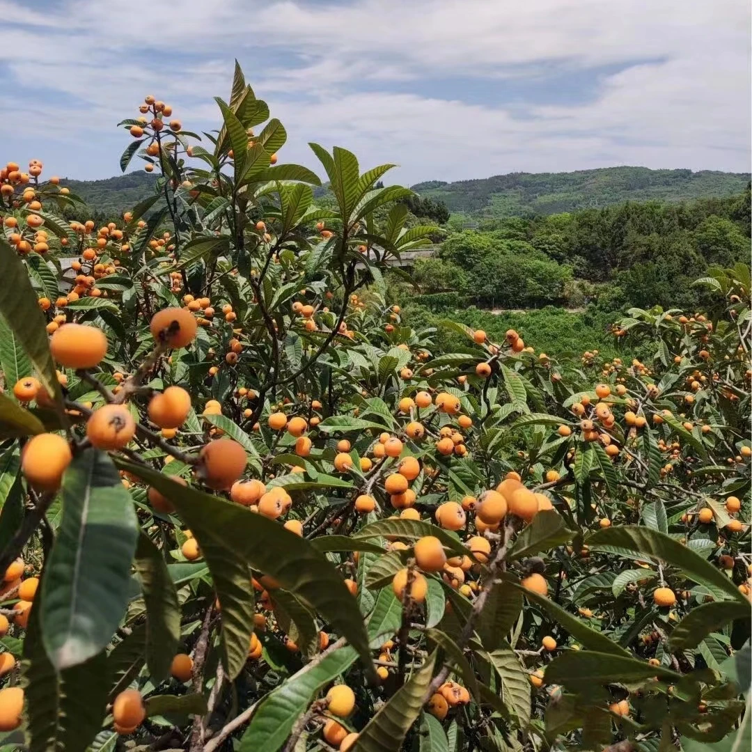 大五星枇杷果苗树带果枇杷树苗纯甜当年结果早熟特大芘芭盆栽地栽