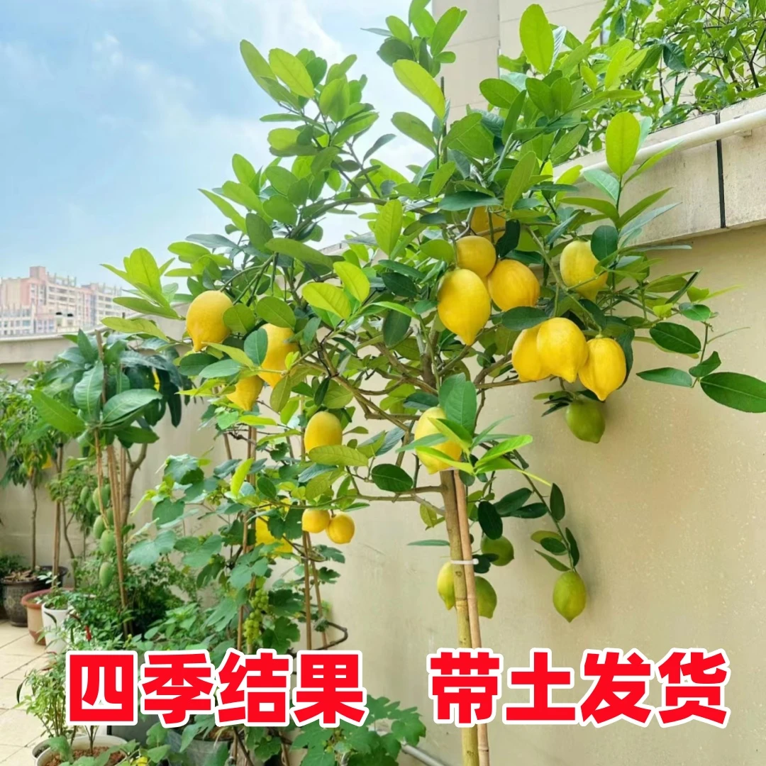 四季无籽香水柠檬树苗可食用柠檬南北方阳台种植当年结果水果苗子