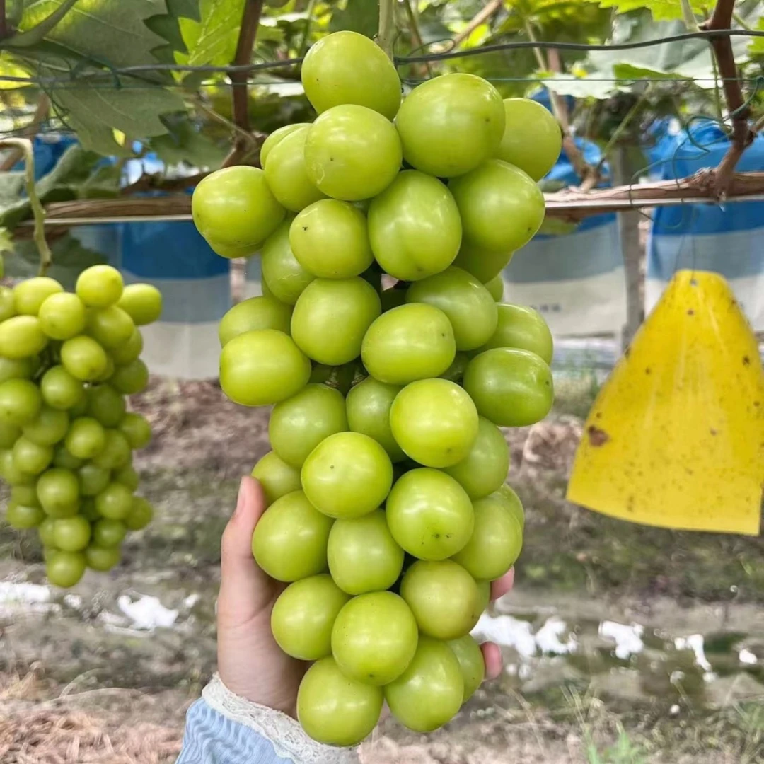 阳光玫瑰葡萄苗南方北方种植地栽庭院嫁接爬藤无核葡萄苗当年结果