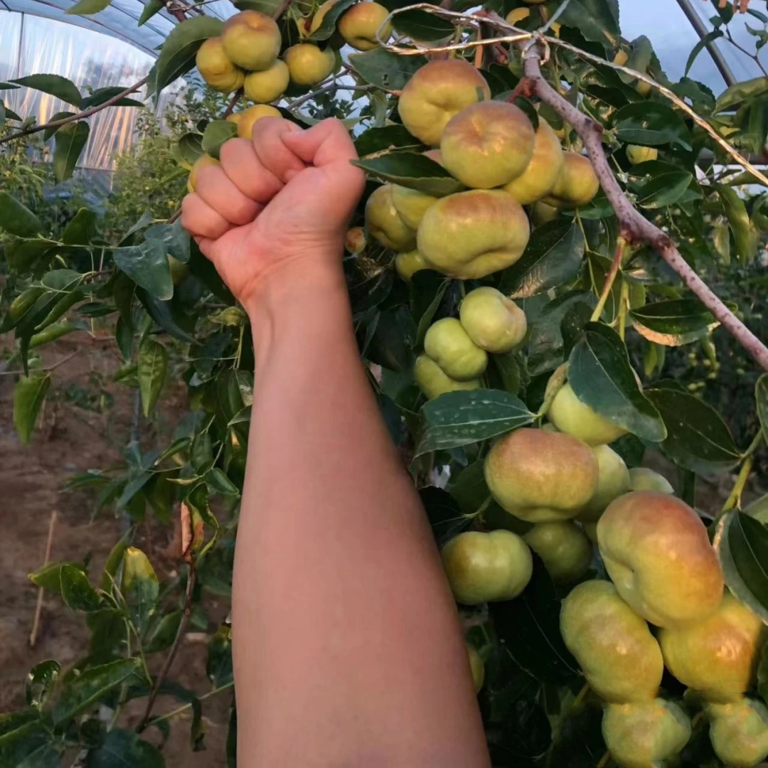 特大果早熟蟠枣树苗新品种无核蟠桃枣树苗当年结果蟠枣苗耐冬耐冻