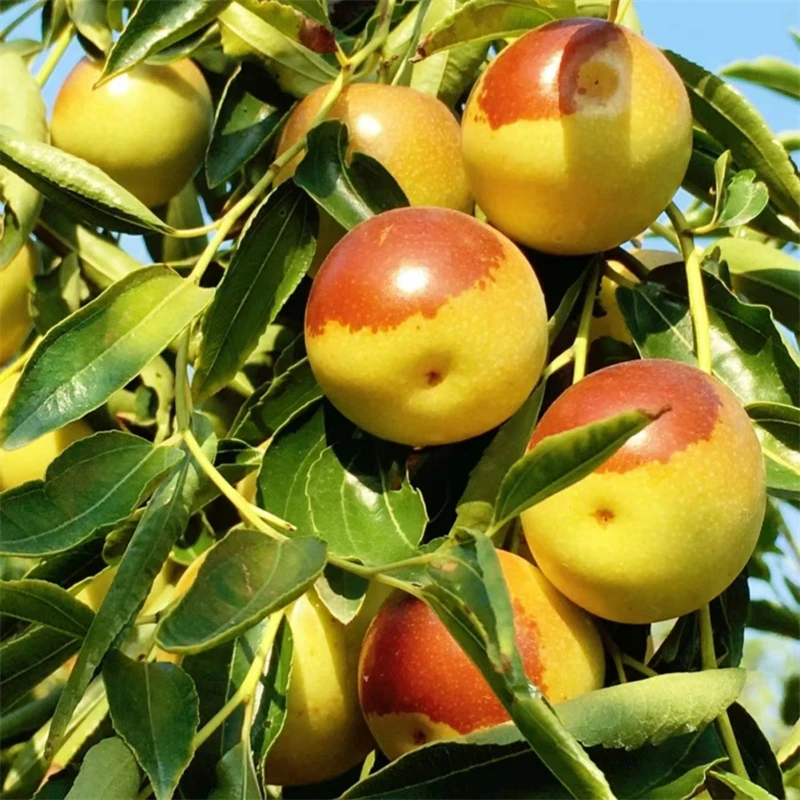 枣树活苗特大庭院果树超甜冰糖冬枣潘枣树活苗南方北方种植枣树苗