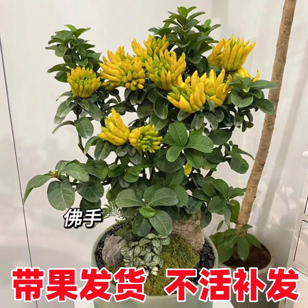 佛手树盆栽带果佛手柑树苗盆景金华千佛金手指佛手瓜室内带果发货