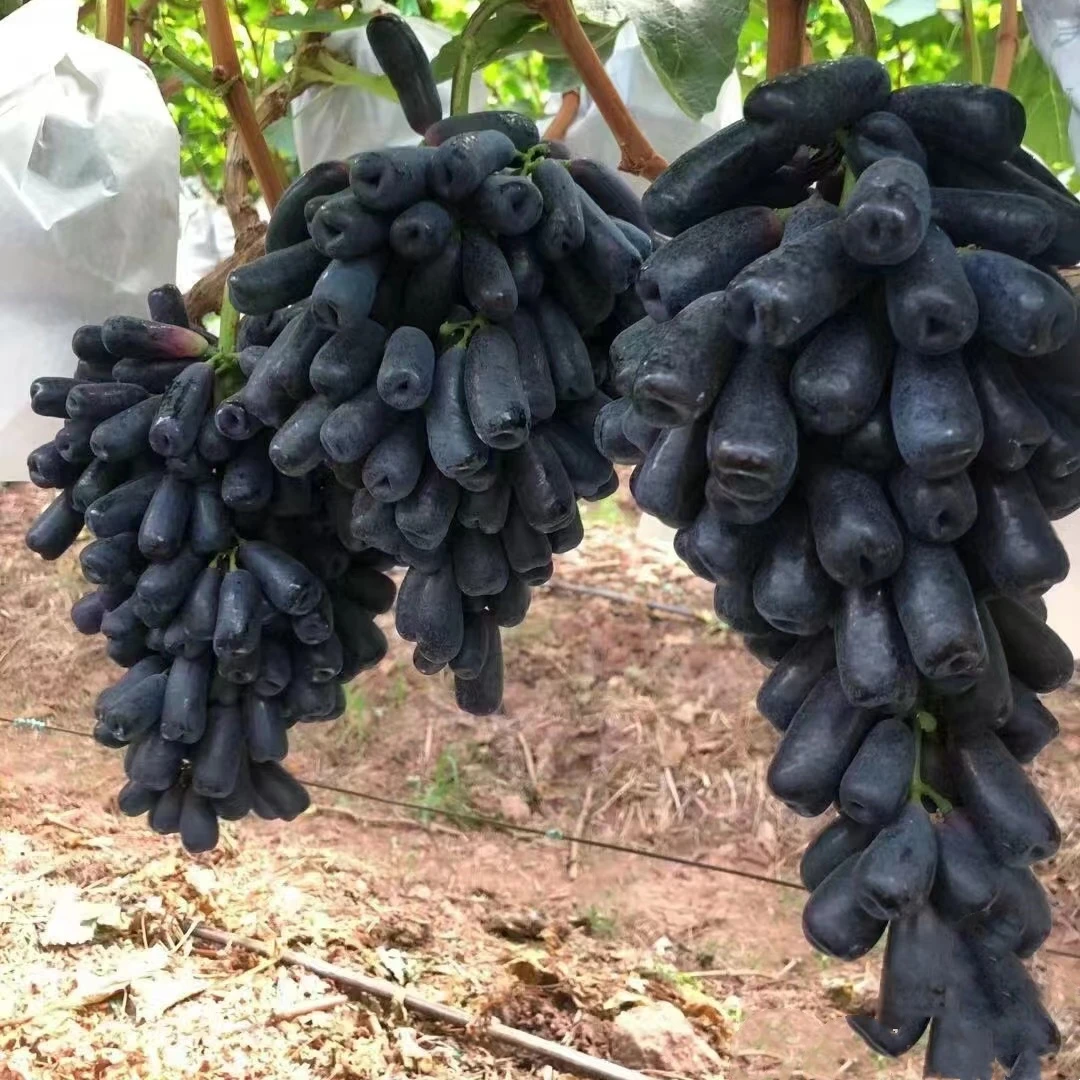 蓝宝石葡萄树苗南北方庭院阳台盆栽地栽无核特大嫁接果苗当年结果