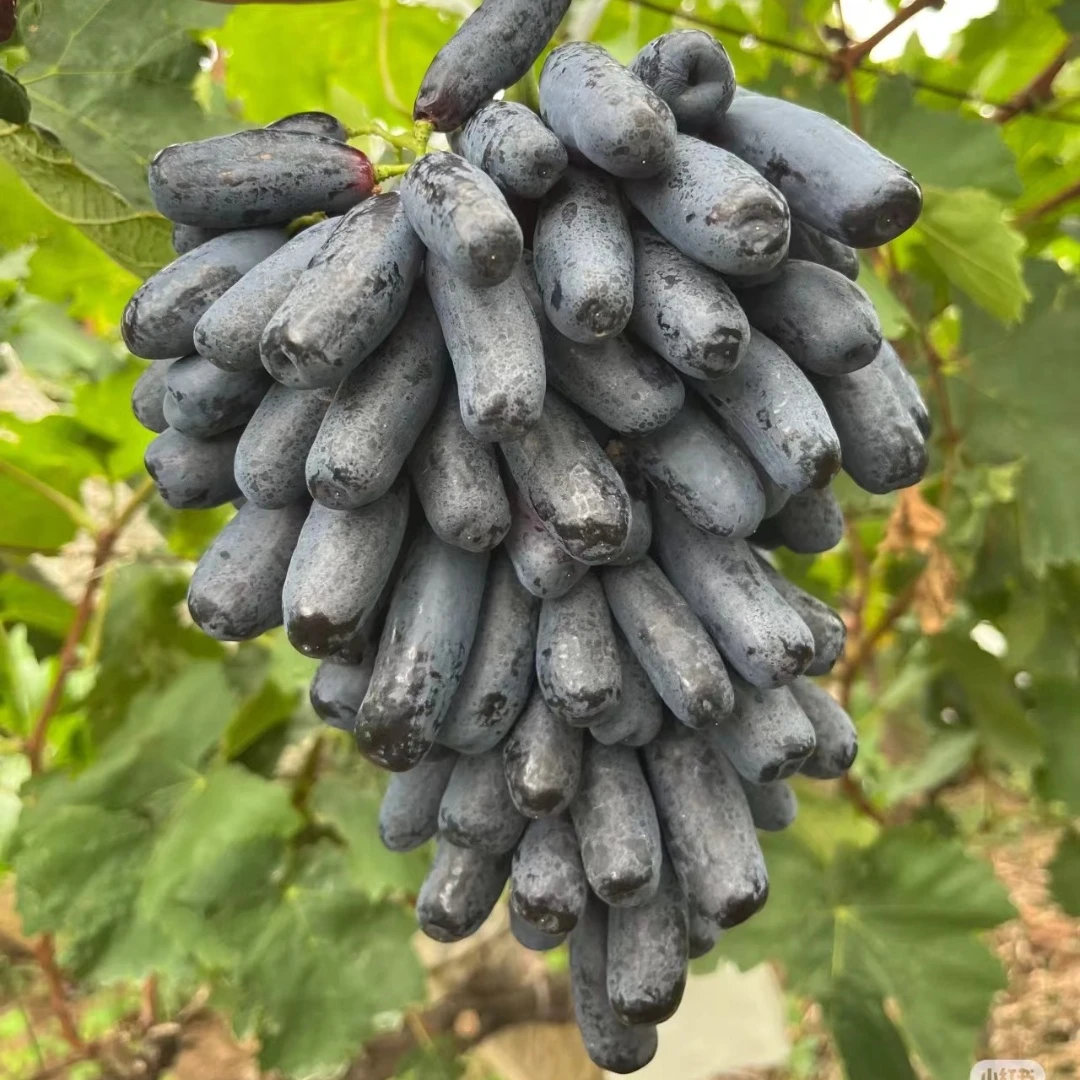 蓝宝石葡萄树盆栽地栽大苗爬藤果树南方北方种植果苗当年结果