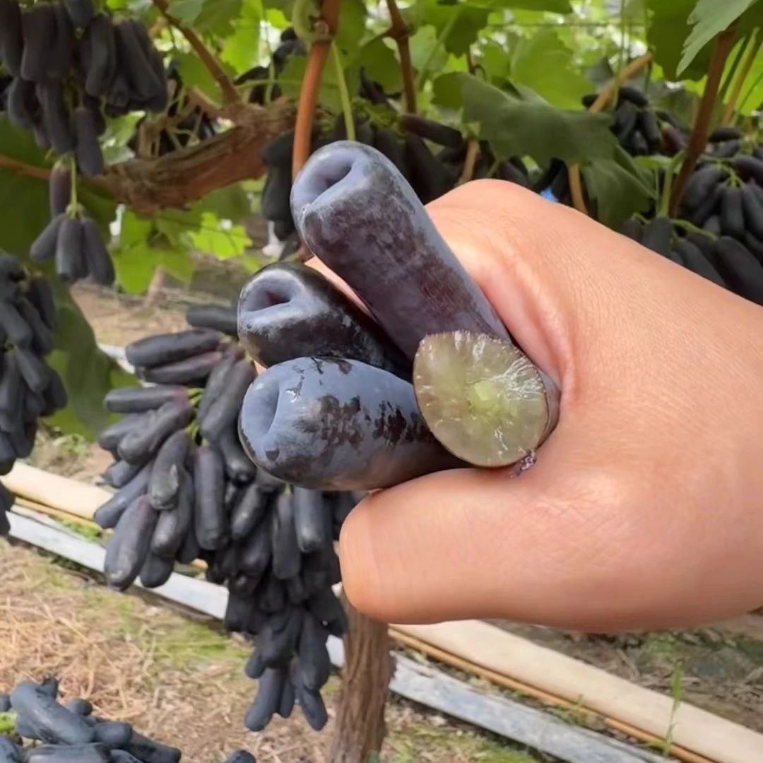 蓝宝石葡萄树盆栽地栽大苗爬藤果树南方北方种植果苗当年结果