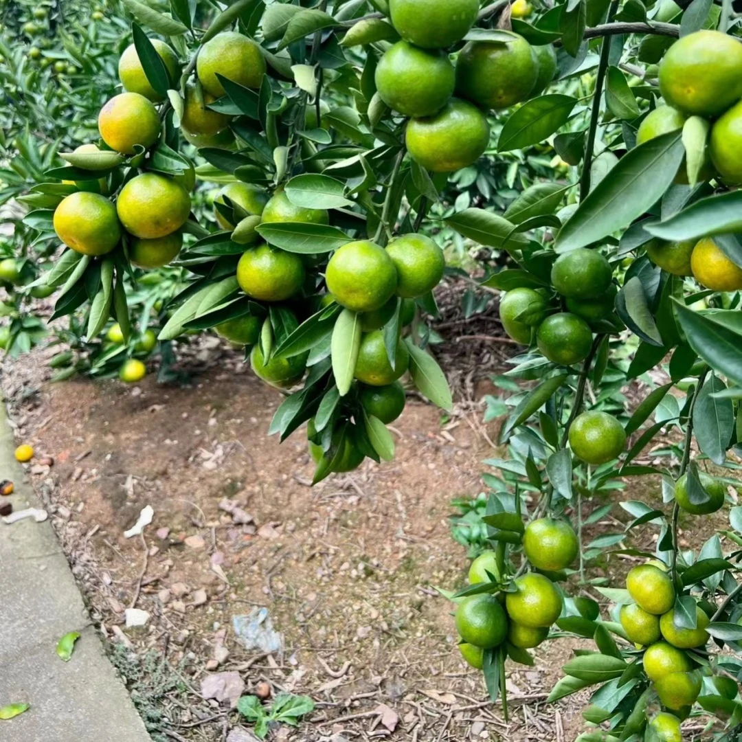 新品种蜜桔树苗清香蜜桔纯甜橘子树树苗特大树南方种植果树果苗