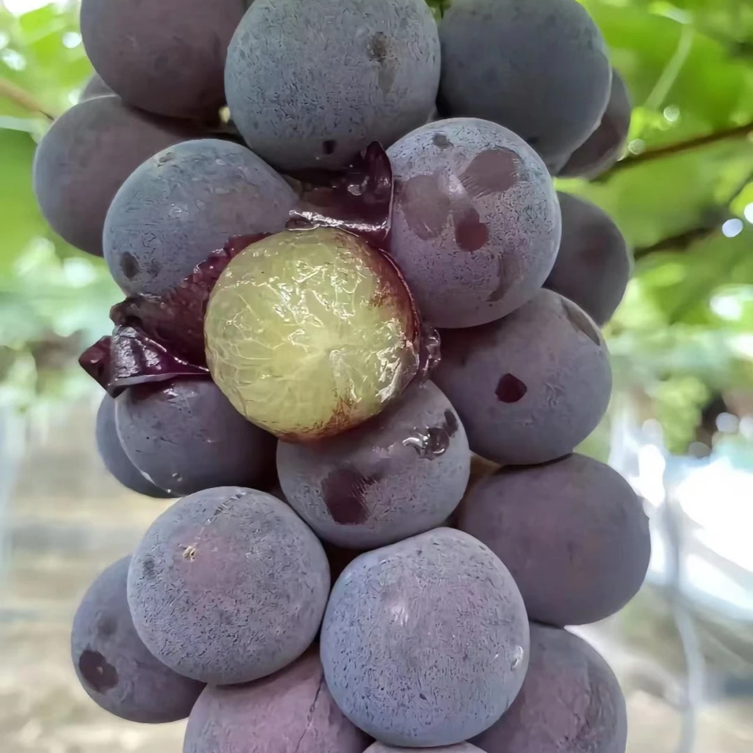 巨峰葡萄树苗南北方庭院地栽爬藤果树盆栽嫁接耐寒无籽当年结果