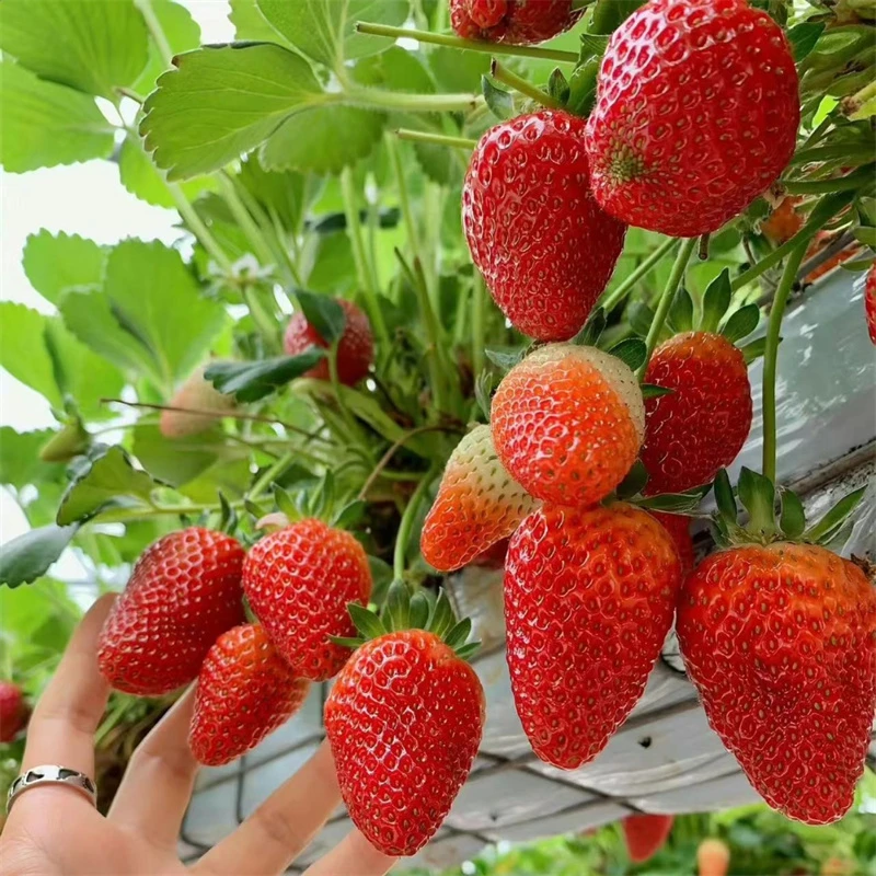 四季奶油草莓苗盆栽带土红颜草莓苗室内阳台种植结果丹东99草莓秧