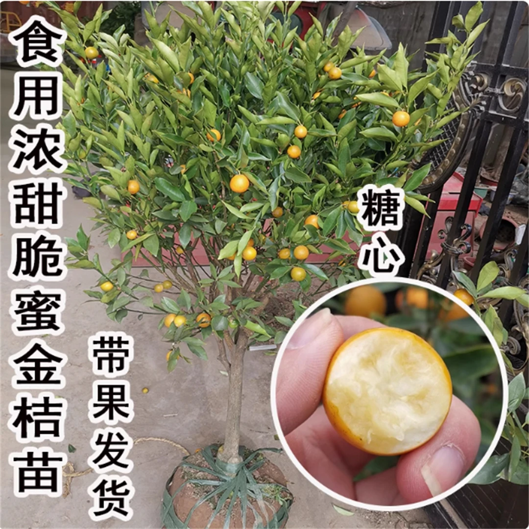 正宗嫁接脆皮金桔树树苗橘子苗融安脆蜜金桔子果苗盆栽四季可种
