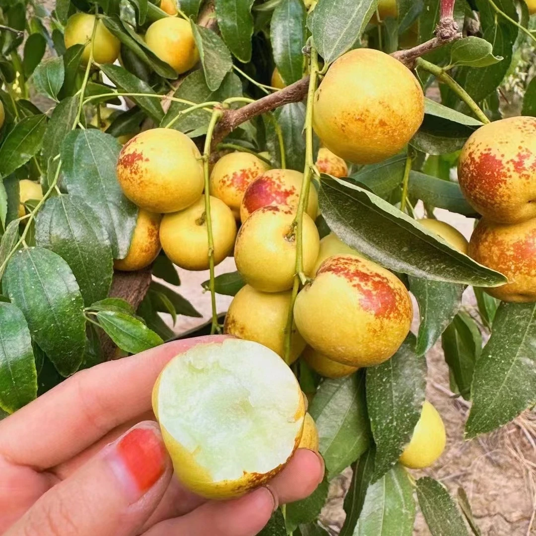 枣树活苗特大枣树苗超甜冬枣苗树果树种植北方耐寒果苗树苗带土球