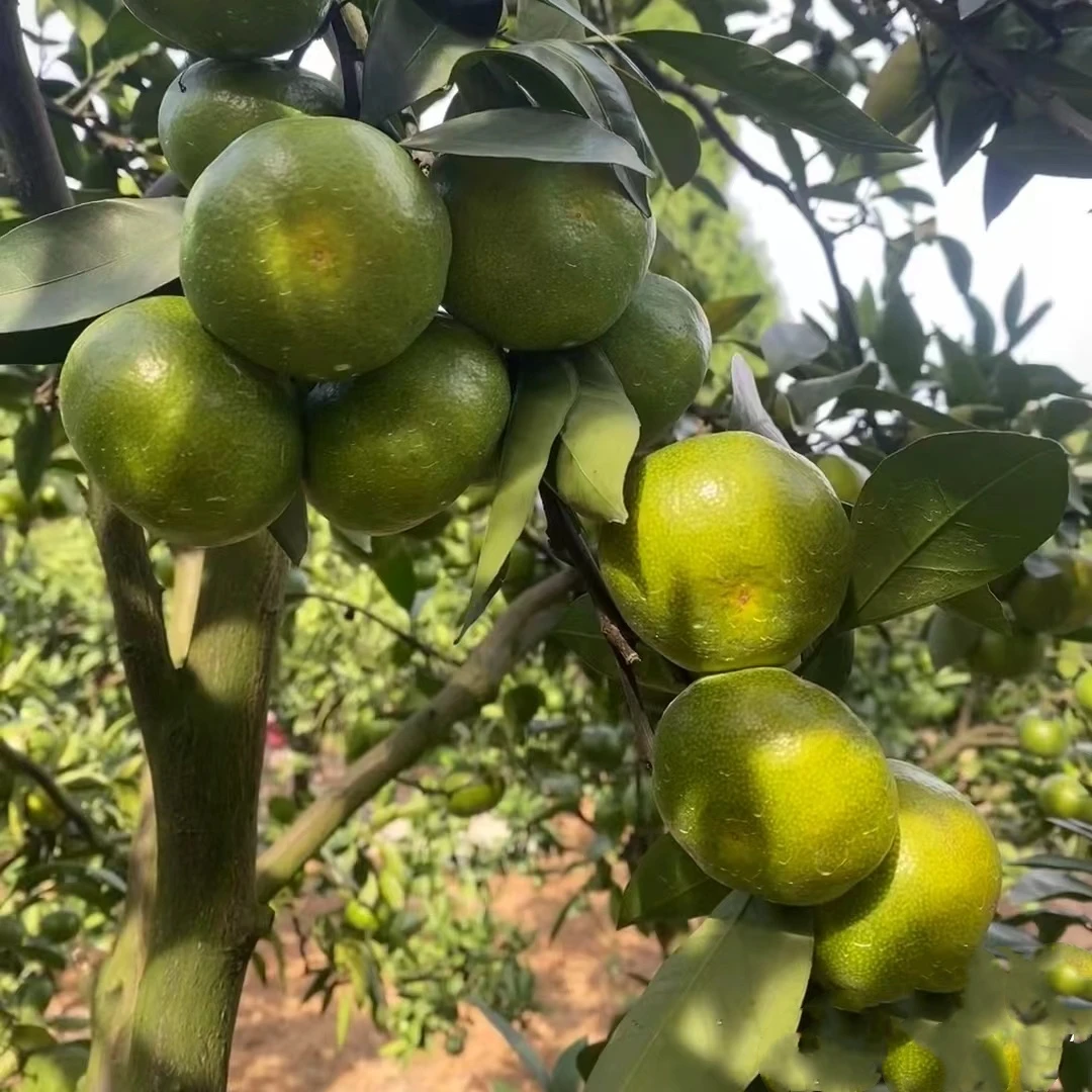 早熟青皮蜜桔树苗耐寒嫁接无核橘子苗日南一号柑橘苗地栽当年结果
