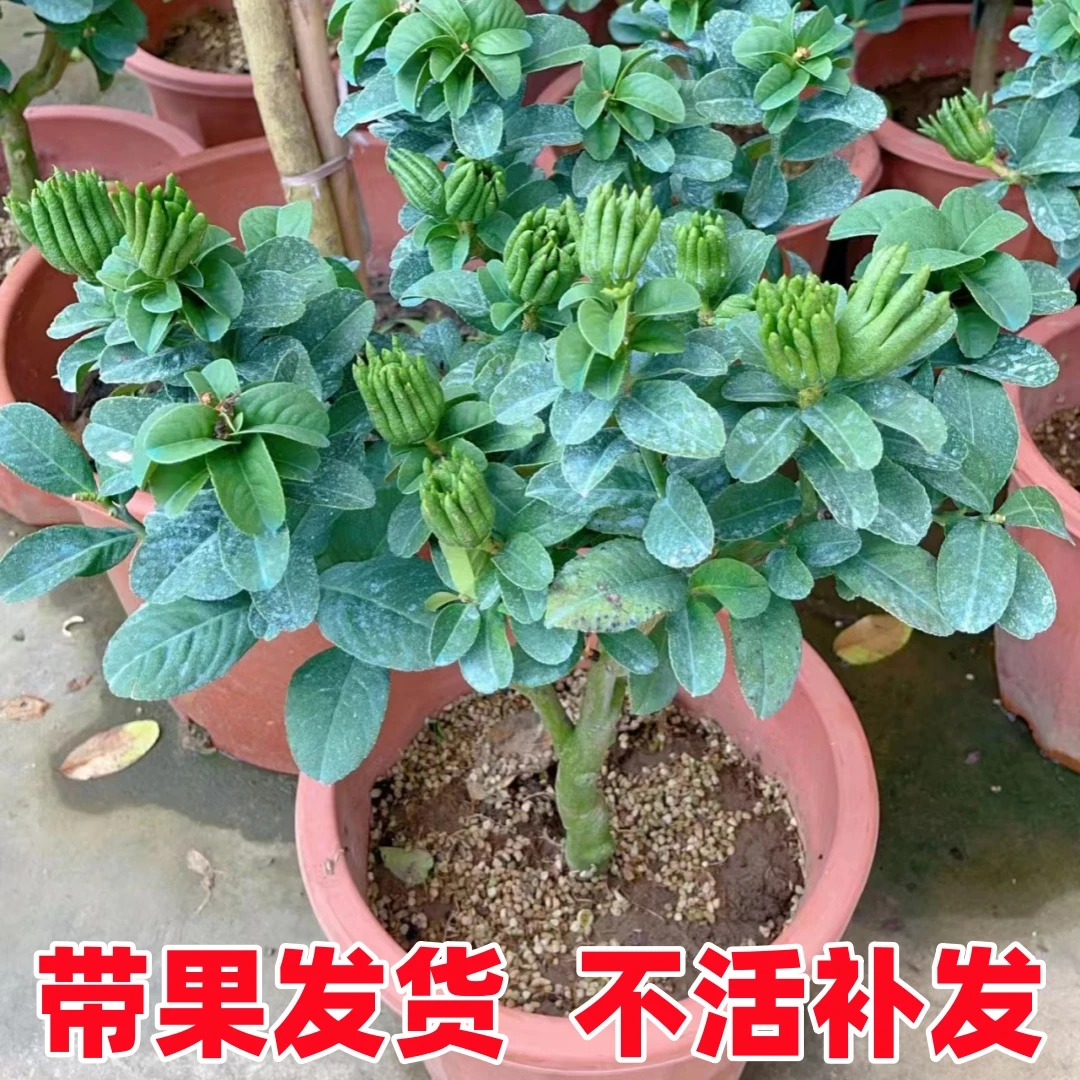 佛手柑盆栽带果金华佛手树苗瓜苗盆景可食用植物阳台庭院花卉绿植