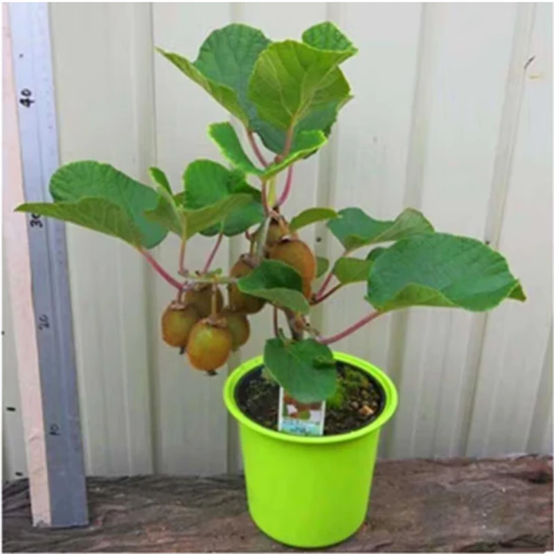 翠香猕猴桃苗南方种植绿心奇异果当年结果嫁接苗绿肉猕猴桃果树苗