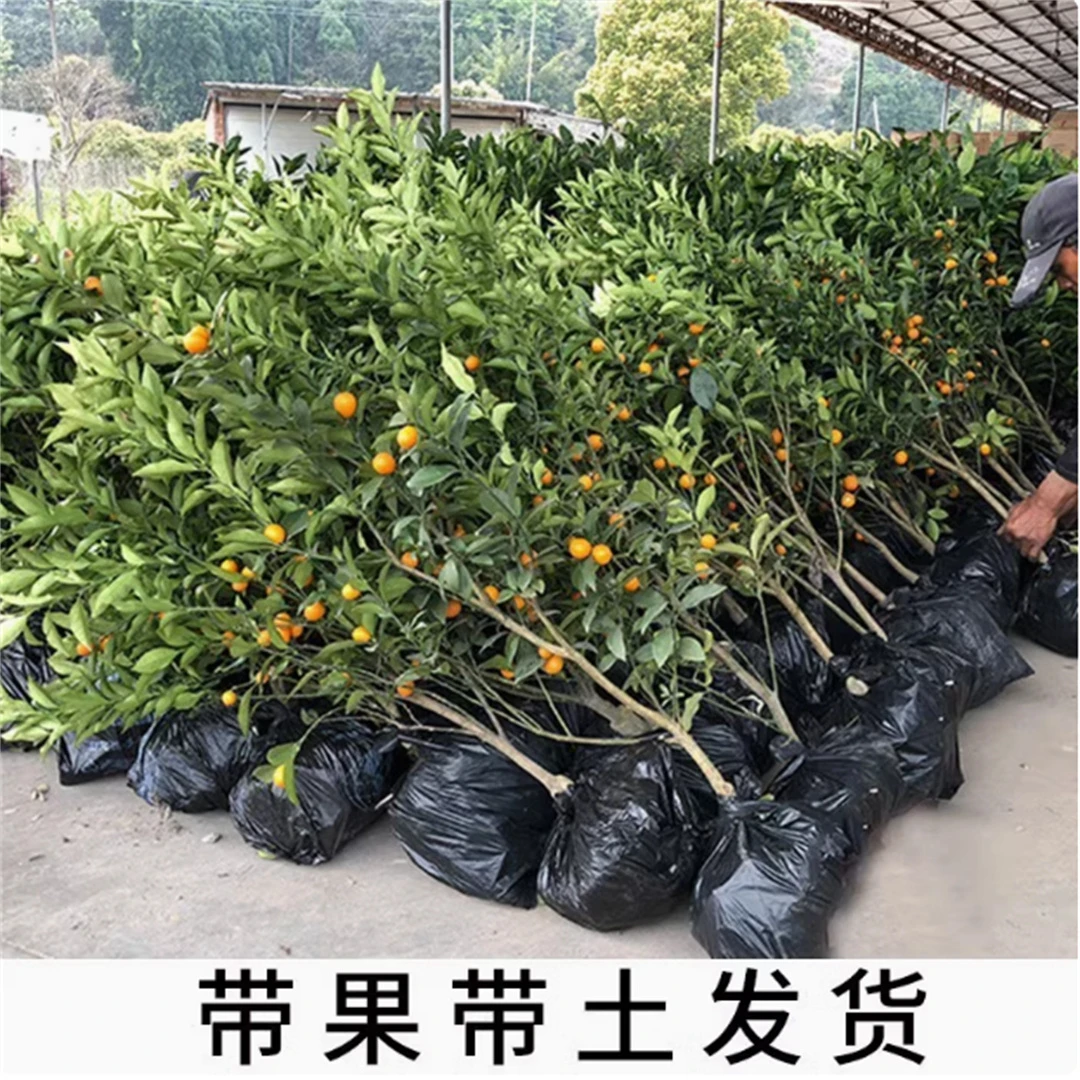 脆蜜金桔盆栽树苗四季果树食用小金桔子苗脆皮金橘带果果室内植物