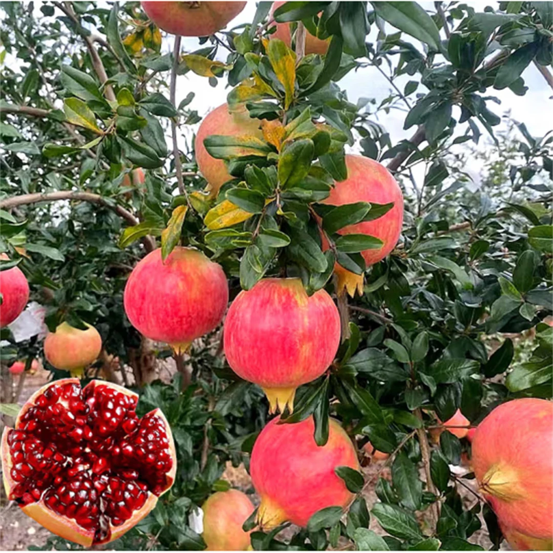 石榴树突尼斯软籽特大庭院果树地栽盆栽当年结果大红袍石榴树树苗