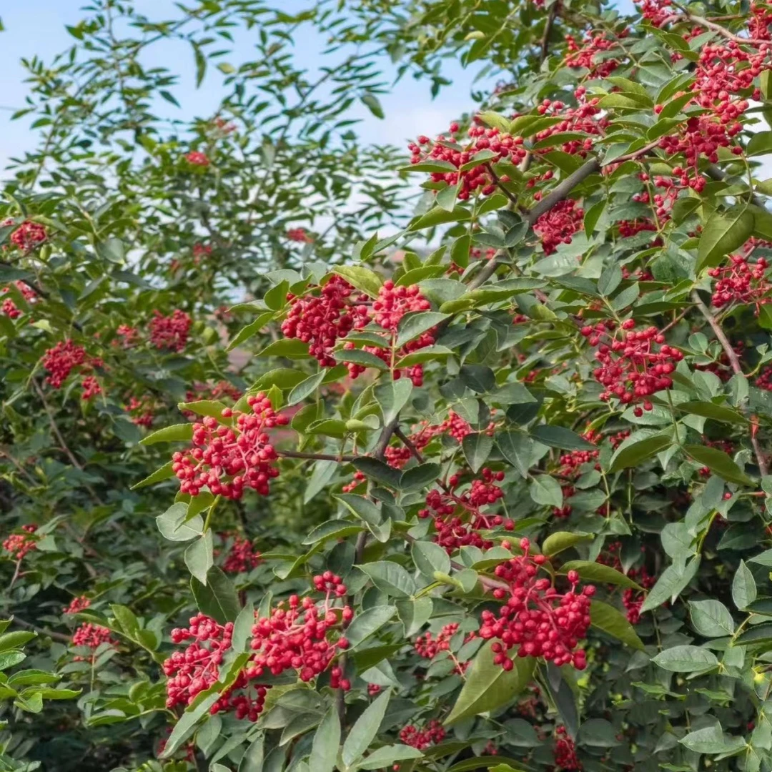 花椒苗树四川汉源大红袍无刺盆栽当年结果四季种植麻椒青花椒大苗