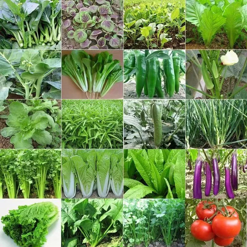 四季蔬菜种子香菜菠菜青菜叶子菜白菜萝卜籽水果蔬果庭院田园种子