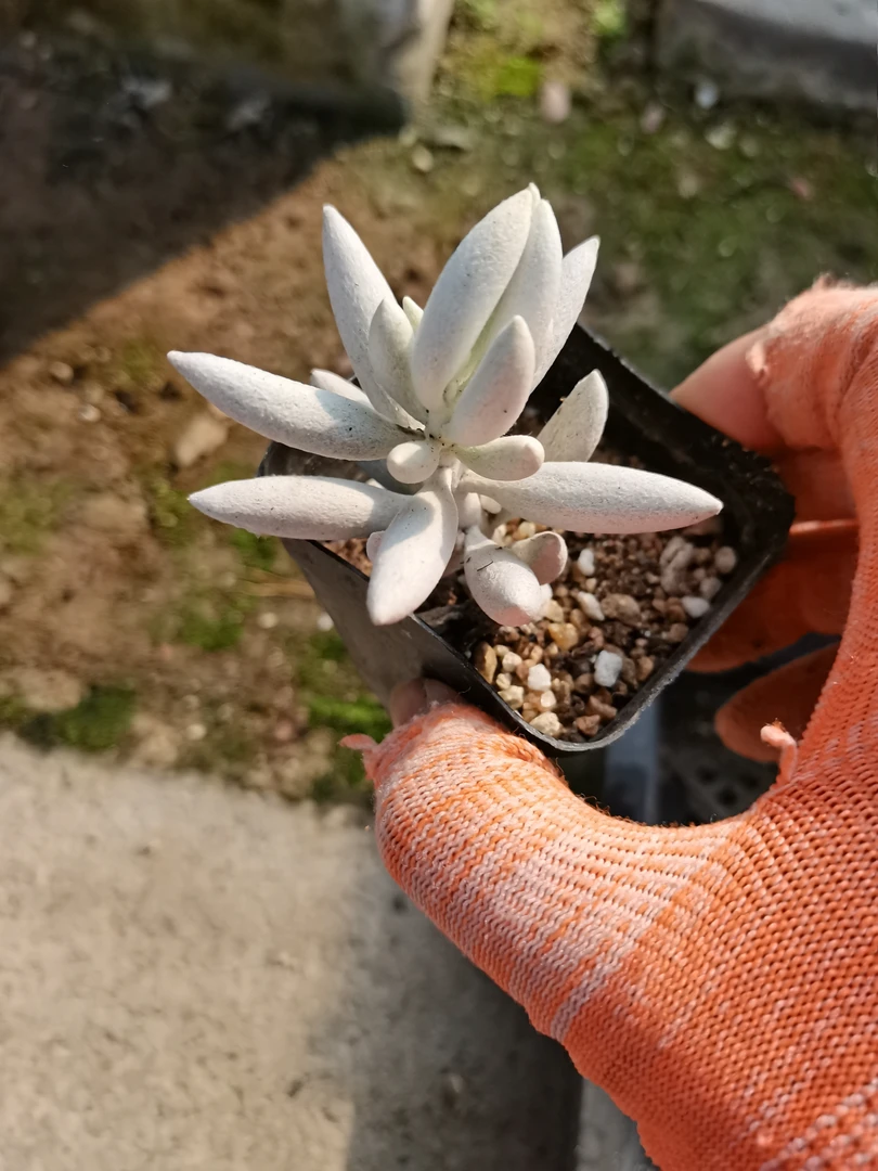 一物一拍，F651-700号（满29包邮，新疆西藏不包邮，发顺丰到付）