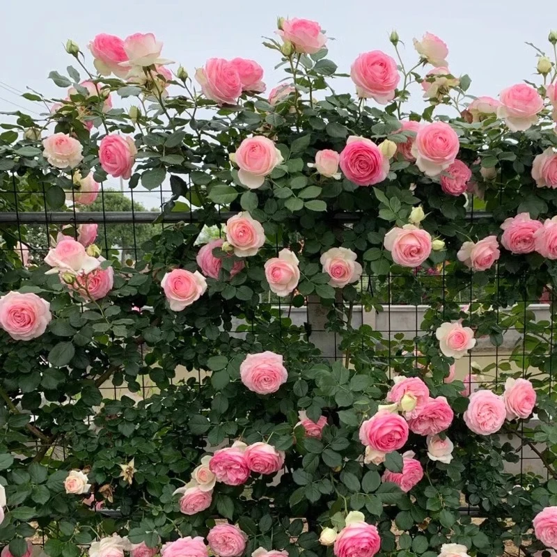 蔷薇花苗藤本月季花爬藤植物四季开花卉盆栽玫瑰阳台种植