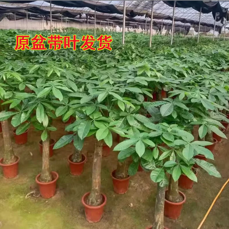 发财树大型盆栽客厅办公室内落地招财绿植植物培育观叶