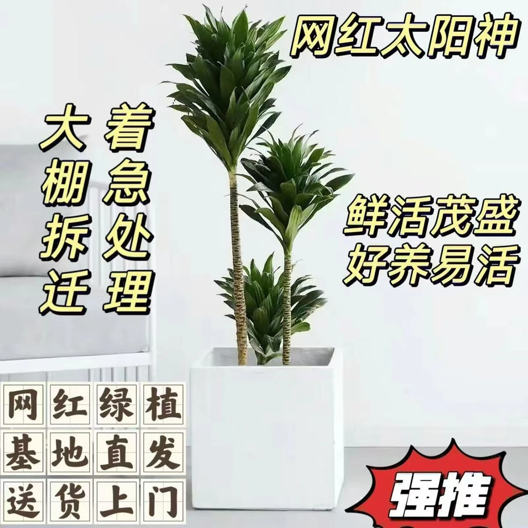 太阳神植物大型盆栽室内办公室北欧网红植物净化空气四季客厅铁树