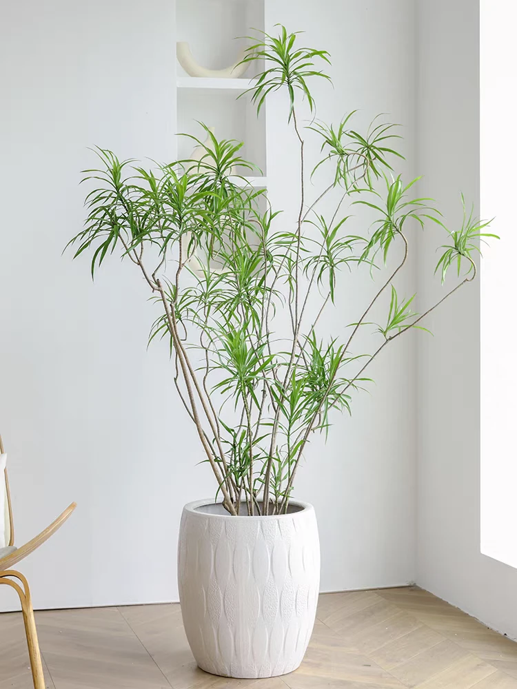 富贵平安柳叶百合竹客厅绿植室内盆栽大型观叶植物氛围感禅意造型
