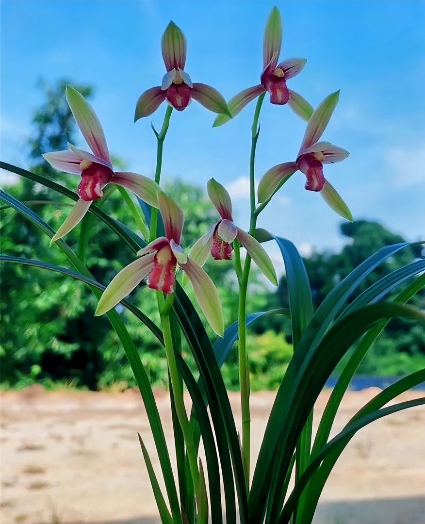 建兰铭品【秋水伊人】传统国兰浓香好开花简易种植