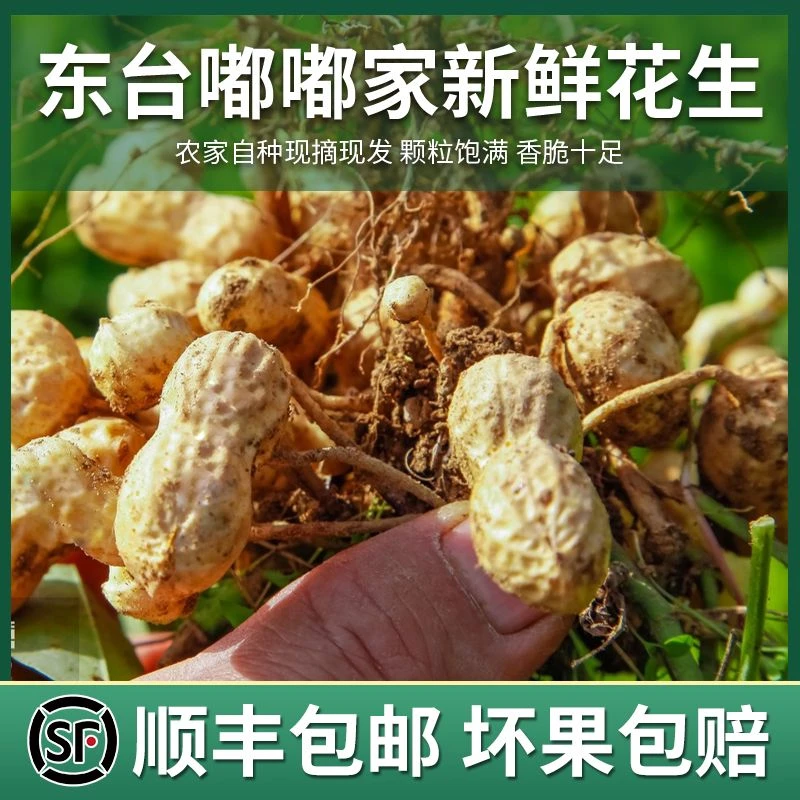 东台嘟嘟家花生农家自种露天种植现采现发包邮