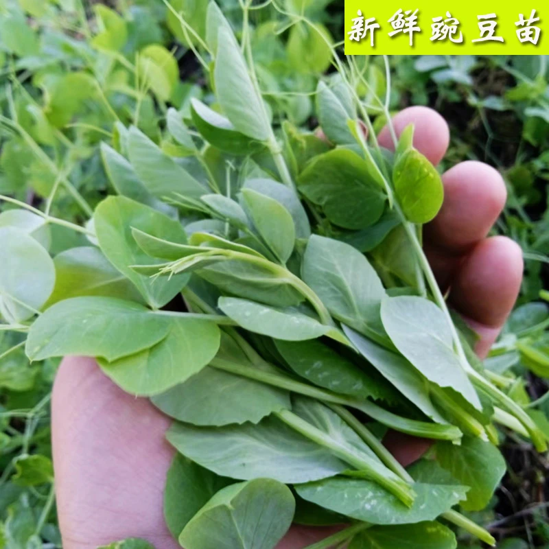 苏北新鲜农家豌豆苗新鲜蔬菜豌豆尖现摘现发新鲜蔬菜叶子菜火锅菜
