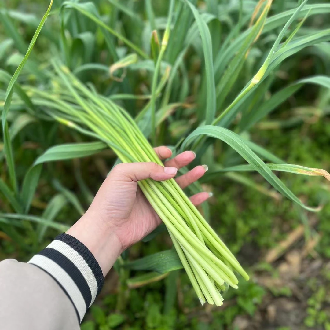 【顺丰包邮】农家自种露天头茬大蒜苗当天现摘现发新鲜直达