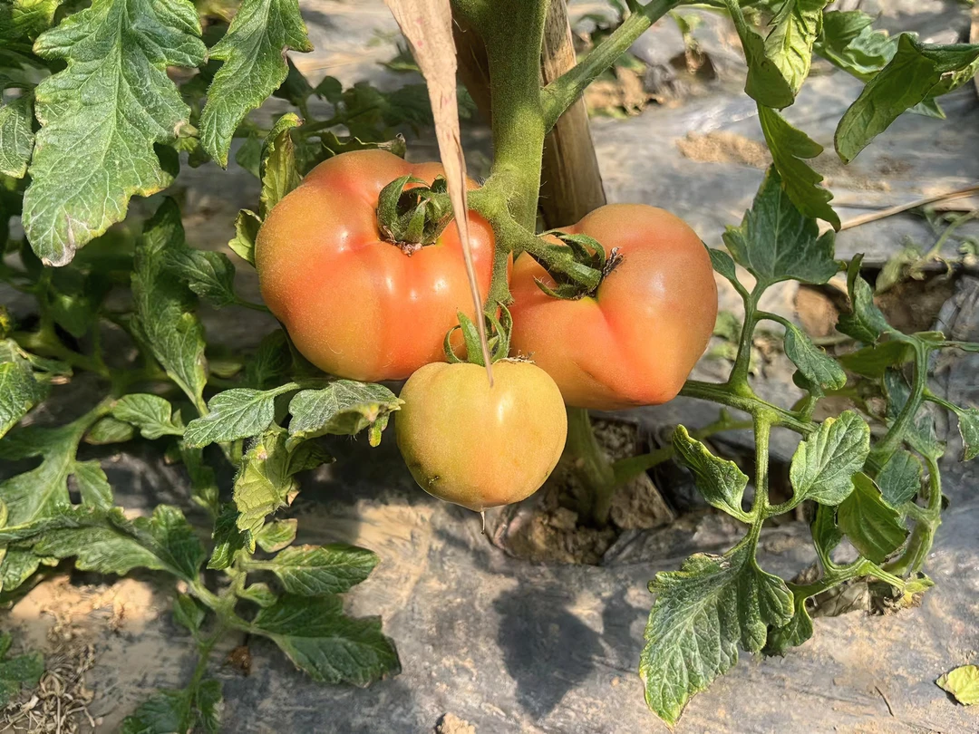 【顺丰包邮】农家自种番茄/全国发货西红柿