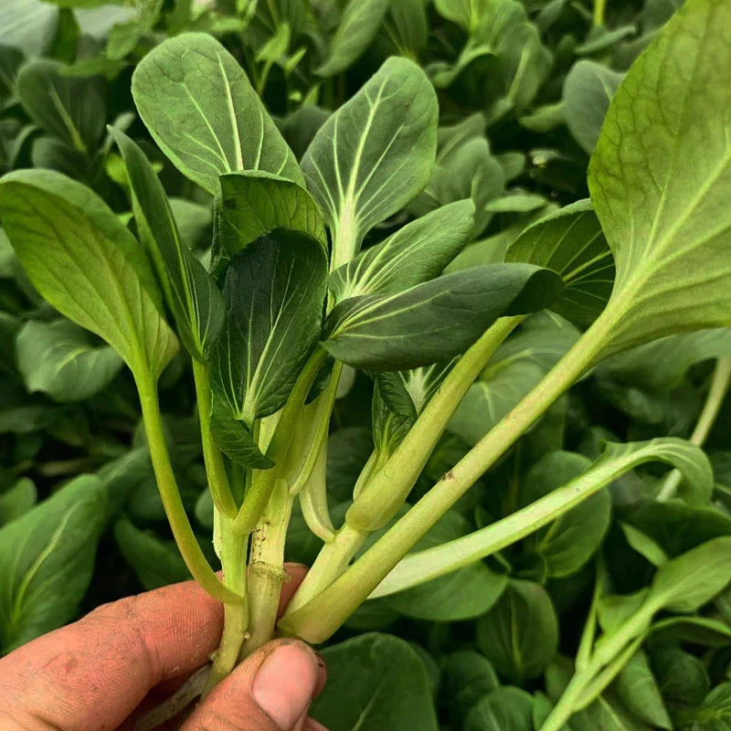 嘟嘟家露天苏州青新鲜农家自种小青菜嫩时令蔬菜宝宝辅食现摘现发