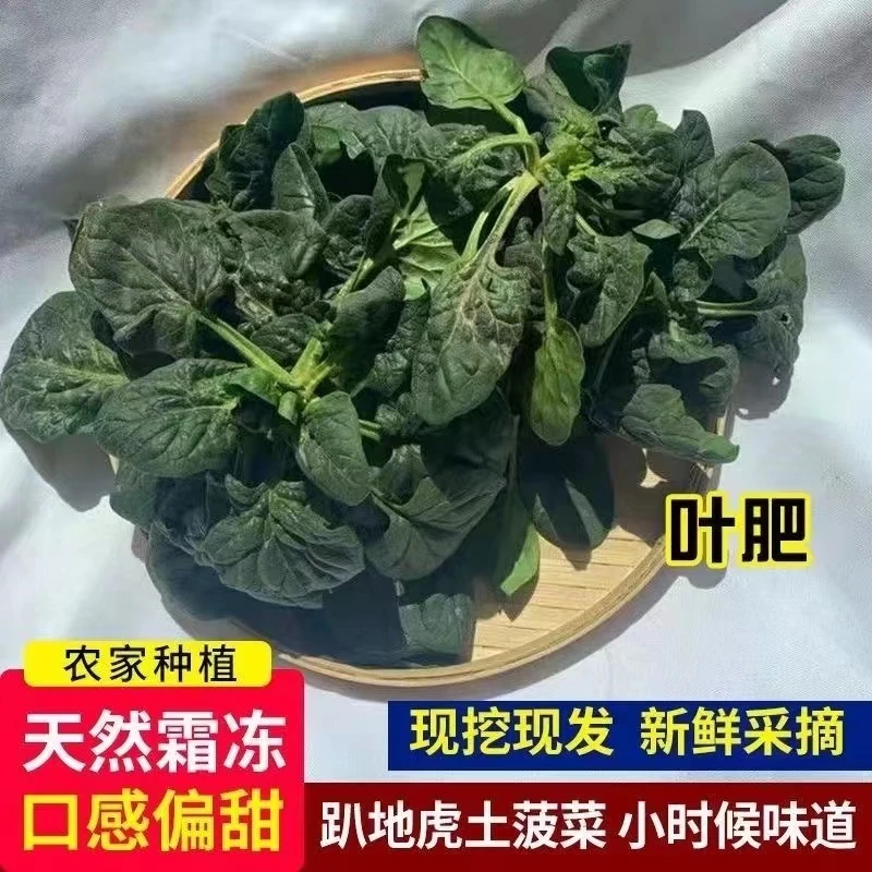 【红嘴菠菜】苏北菠菜新鲜霜冻老品种菠菜火锅食材现摘3斤5斤