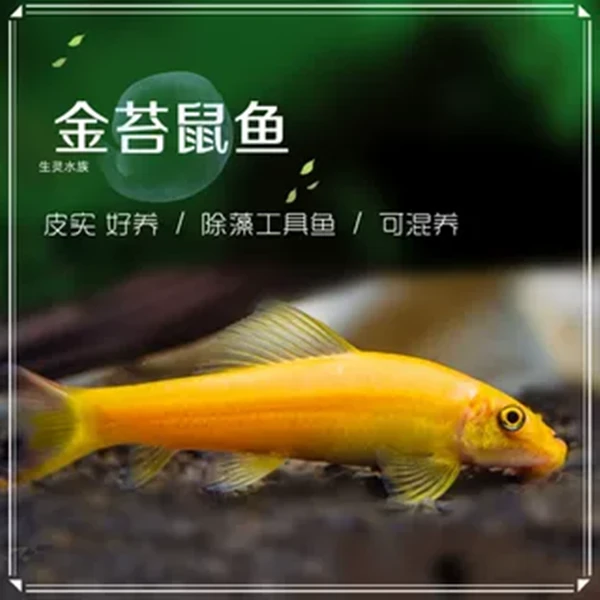 包邮金苔鼠鱼青苔鼠吃藻除苔工具鱼观赏热带鱼宠物水族活体热带鱼
